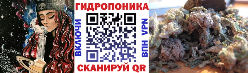 Конопля сатива  Уржум 